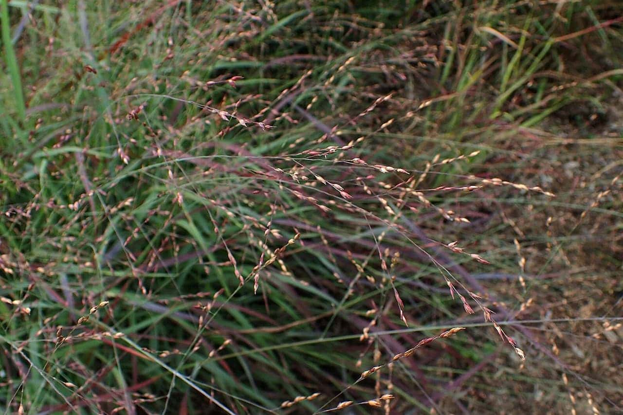 Delicate Prairie Winds® Cheyenne Sky Panicum with thin stems and small brown seeds against a background of mixed green vegetation