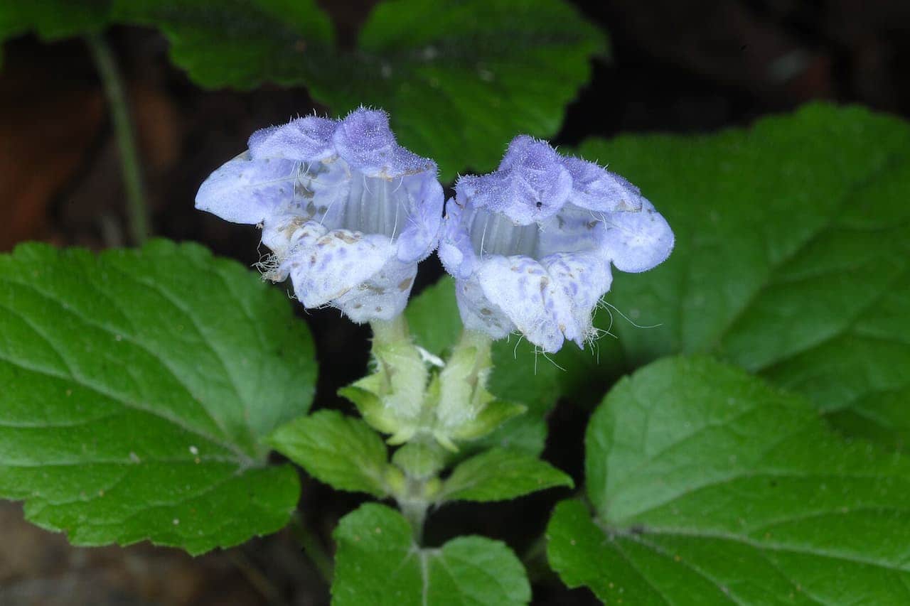 Two Meehania cordata flowers with fuzzy edges emerging from bright green serrated leaves against a dark background