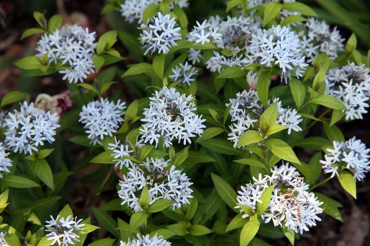 Clusters of small white star-shaped flowers forming rounded heads among bright green leaves of a flowering shrub
