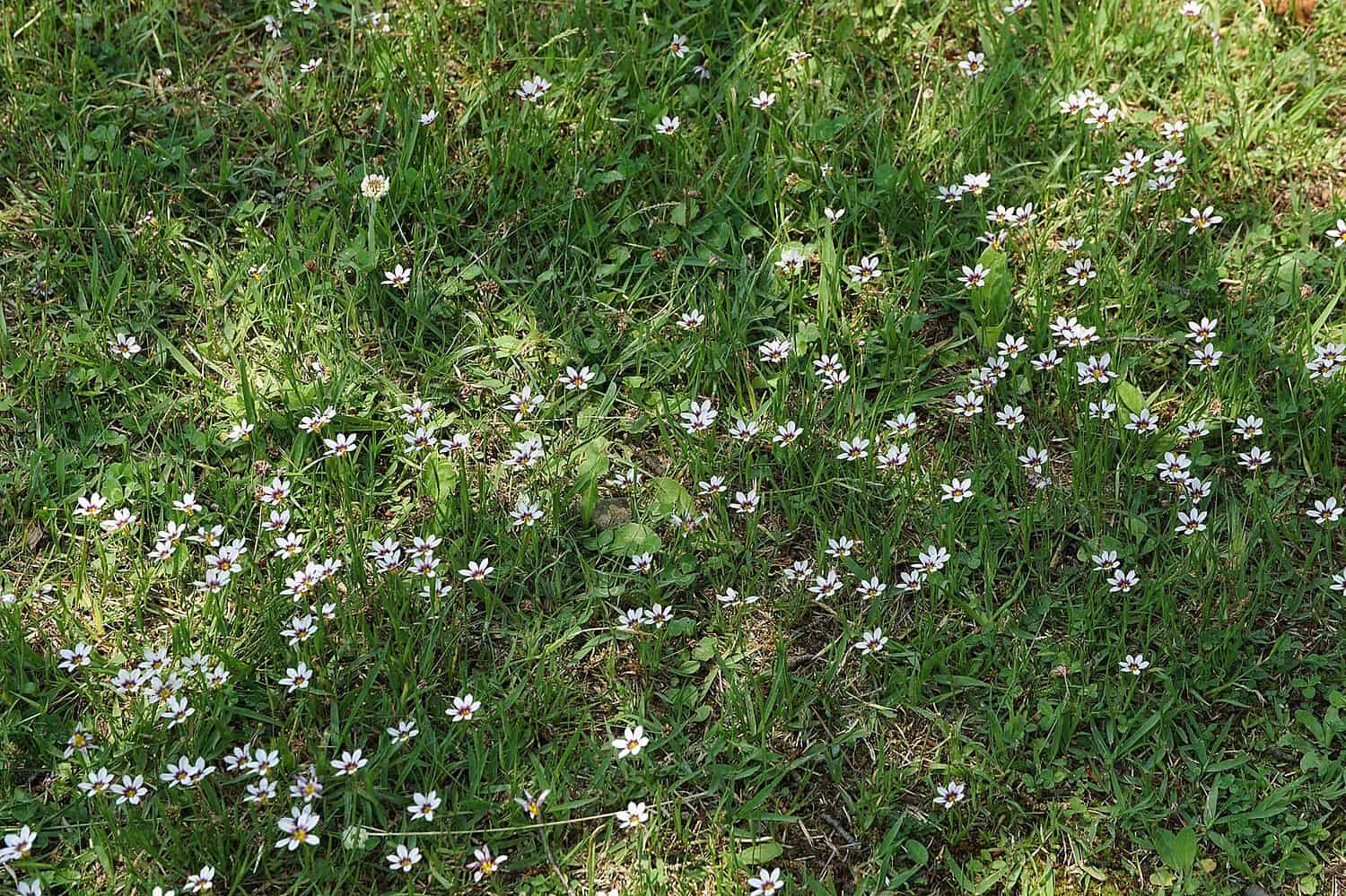 Blue-eyed grass dotted with small white wildflowers featuring yellow centers, growing in patches across the lawn
