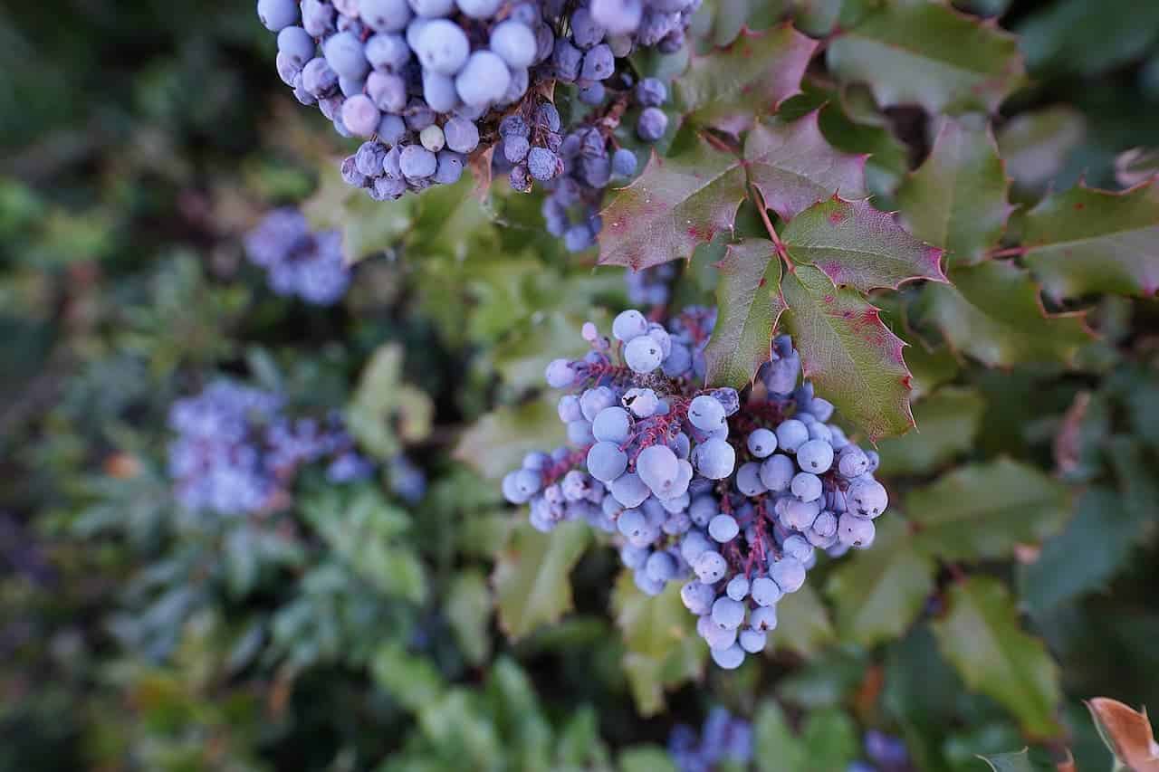 Clusters of pale blue-purple berries growing with spiky green and reddish holly-like leaves