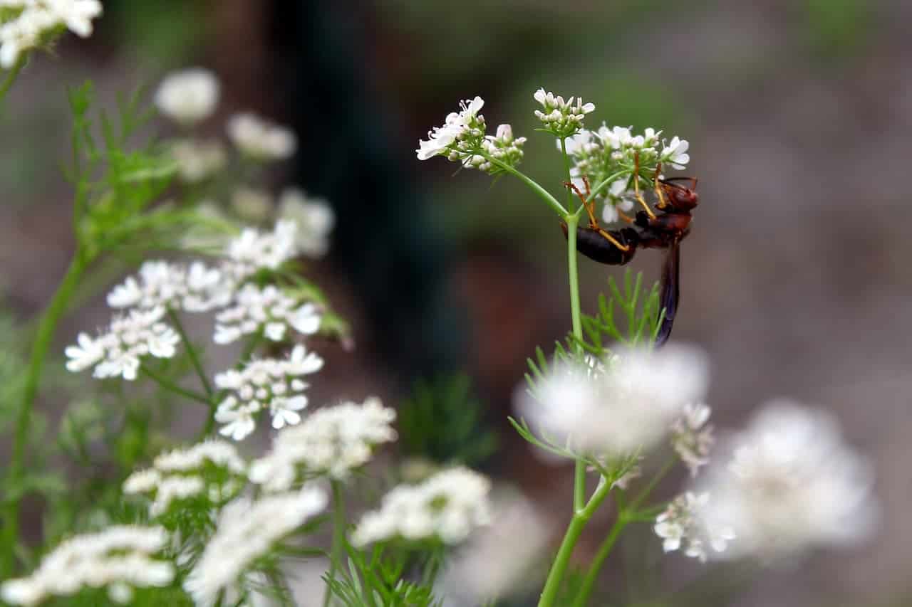 Black wasp or beetle perched on delicate white cilantro flowers with feathery green foliage