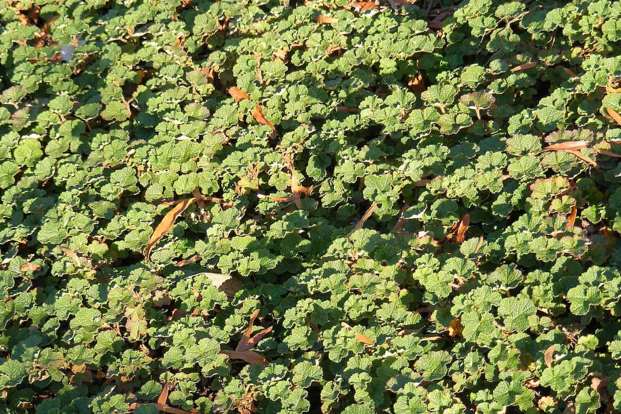Dense mat of green, Creeping Raspberry crinkled leaves with brown fallen leaves scattered throughout, basking in sunlight on the ground