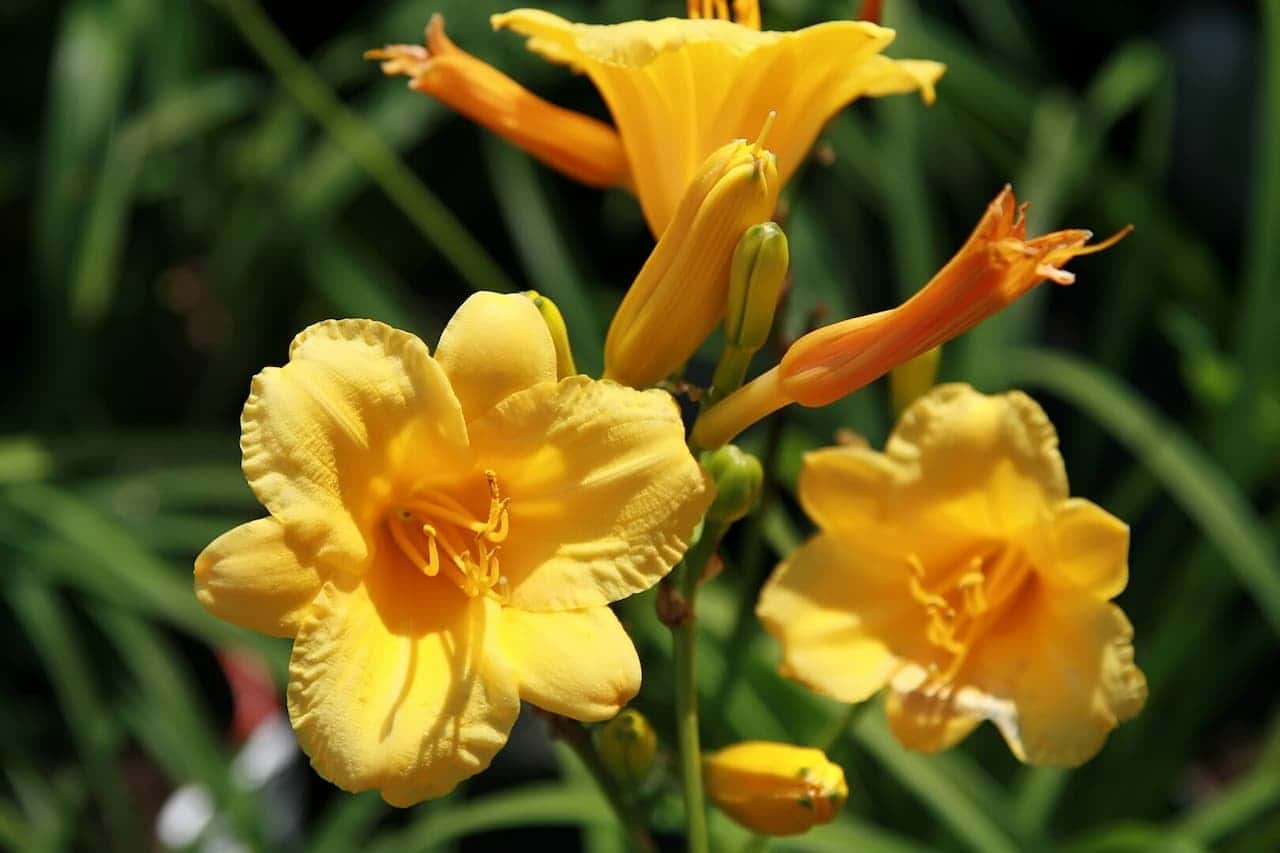 Yellow Stella de Oro Daylily blooming with prominent stamens, showing open flowers, buds, and spent blooms against green foliage