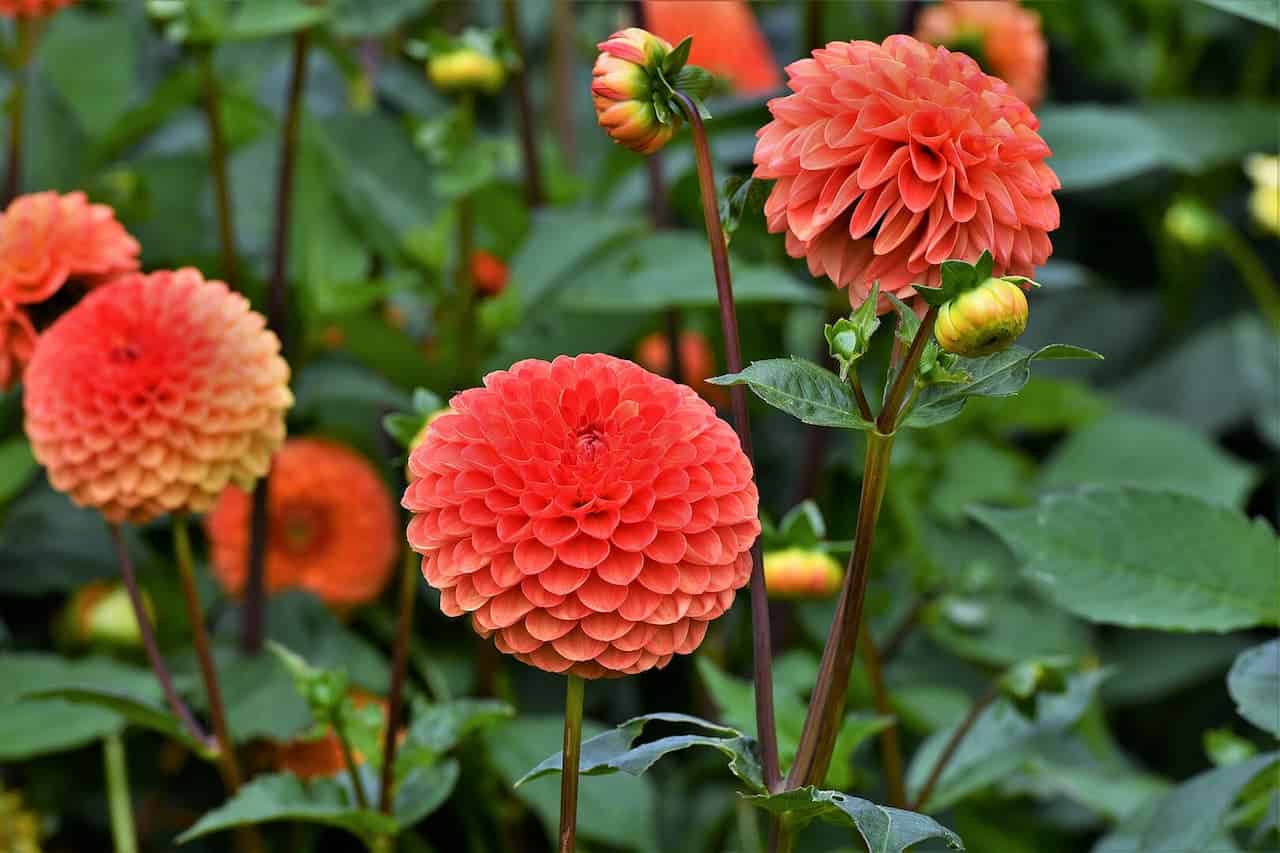 Orange Border Dahlia flowers in full bloom with round, symmetrical petals growing among green foliage in a garden