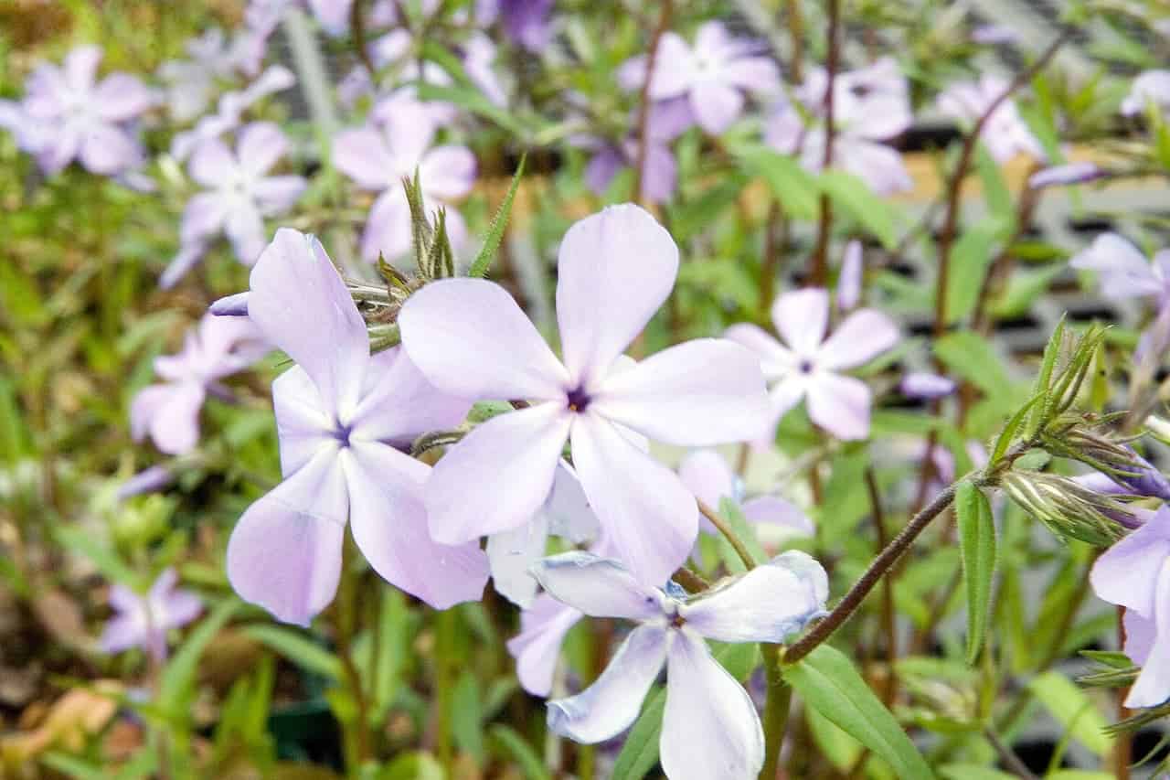 Cluster of light purple wood phlox flowers with five petals each, blooming on slender stems among green foliage in soft focus