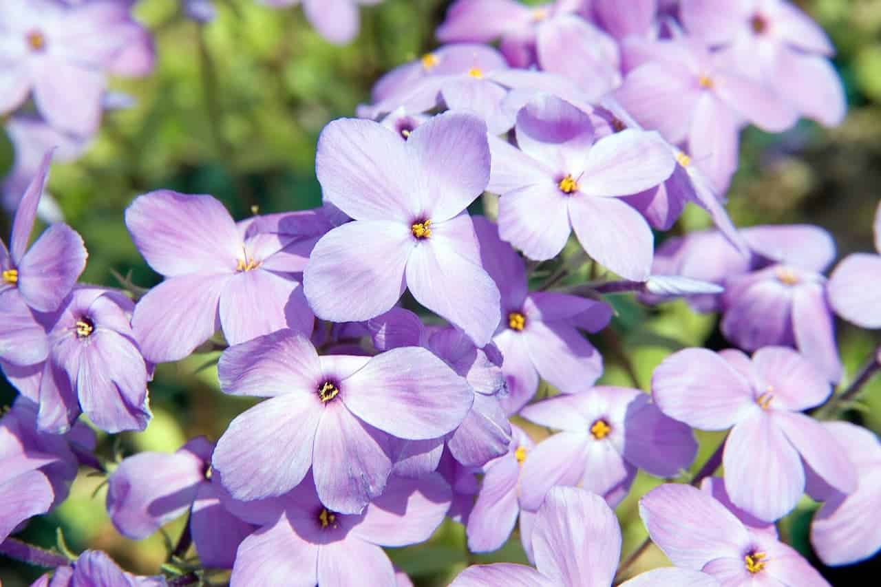 Close-up of Woodland Phlox flowers with four petals and yellow centers blooming in a dense cluster against blurred greenery