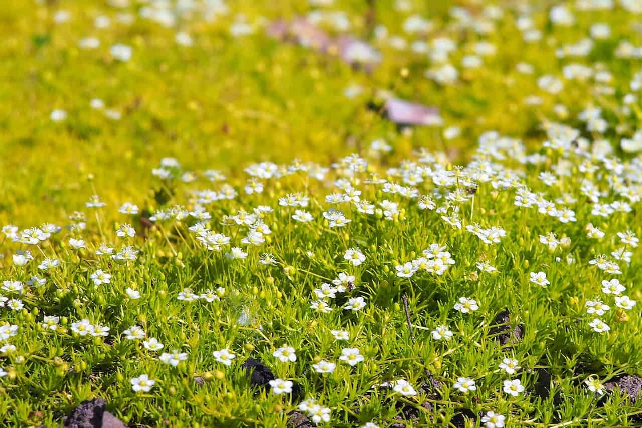 Field of tiny white Irish Moss (Sagina subulata) with yellow centers growing among bright green moss or ground cover in sunny setting