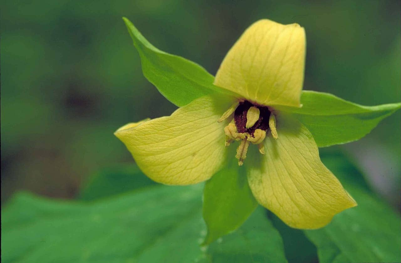 Close-up of a yellow trillium flower with four petals, dark purple center, and visible stamens against blurred green background