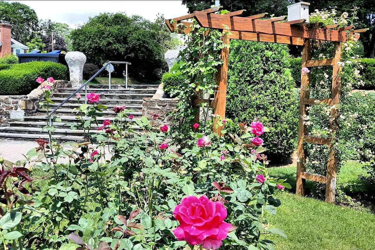 Bright pink roses blooming in a landscaped garden, a wooden pergola covered with climbing vines stands nearby, stone steps and trimmed hedges create a structured backdrop, the scene highlights a vibrant, well-maintained outdoor space designed for beauty and relaxation