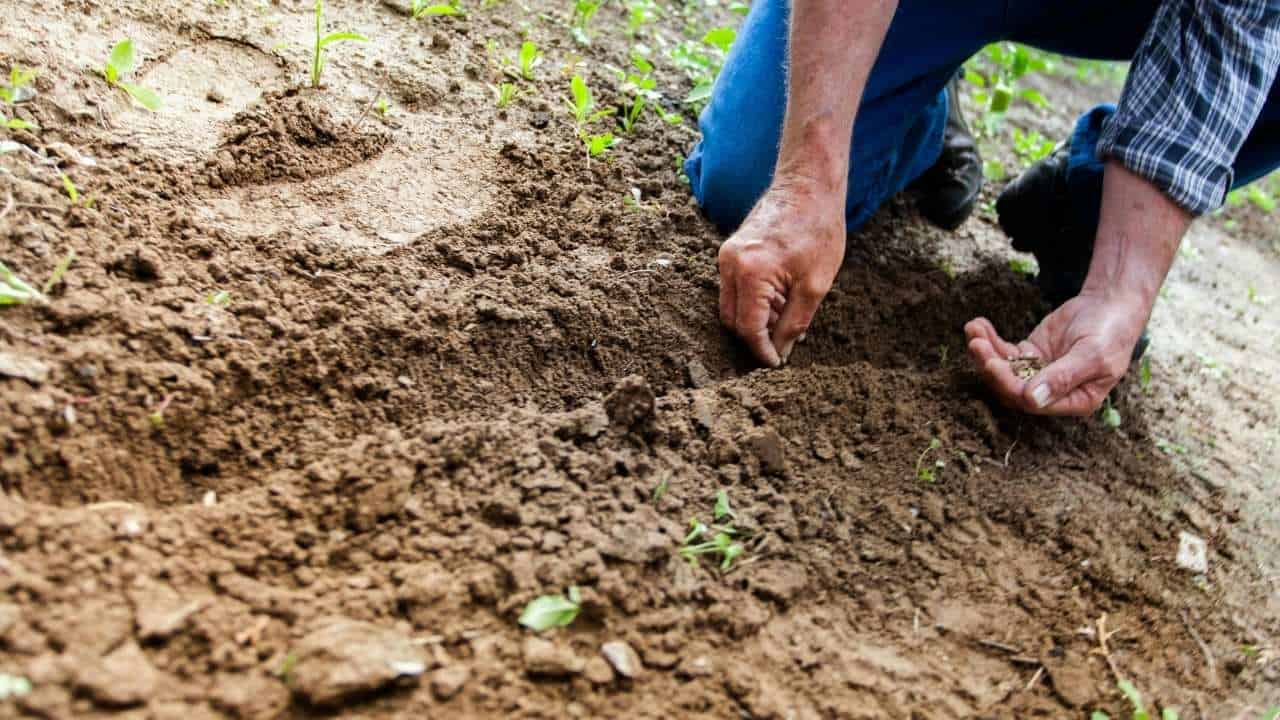 A hand spreading seed in the lawn