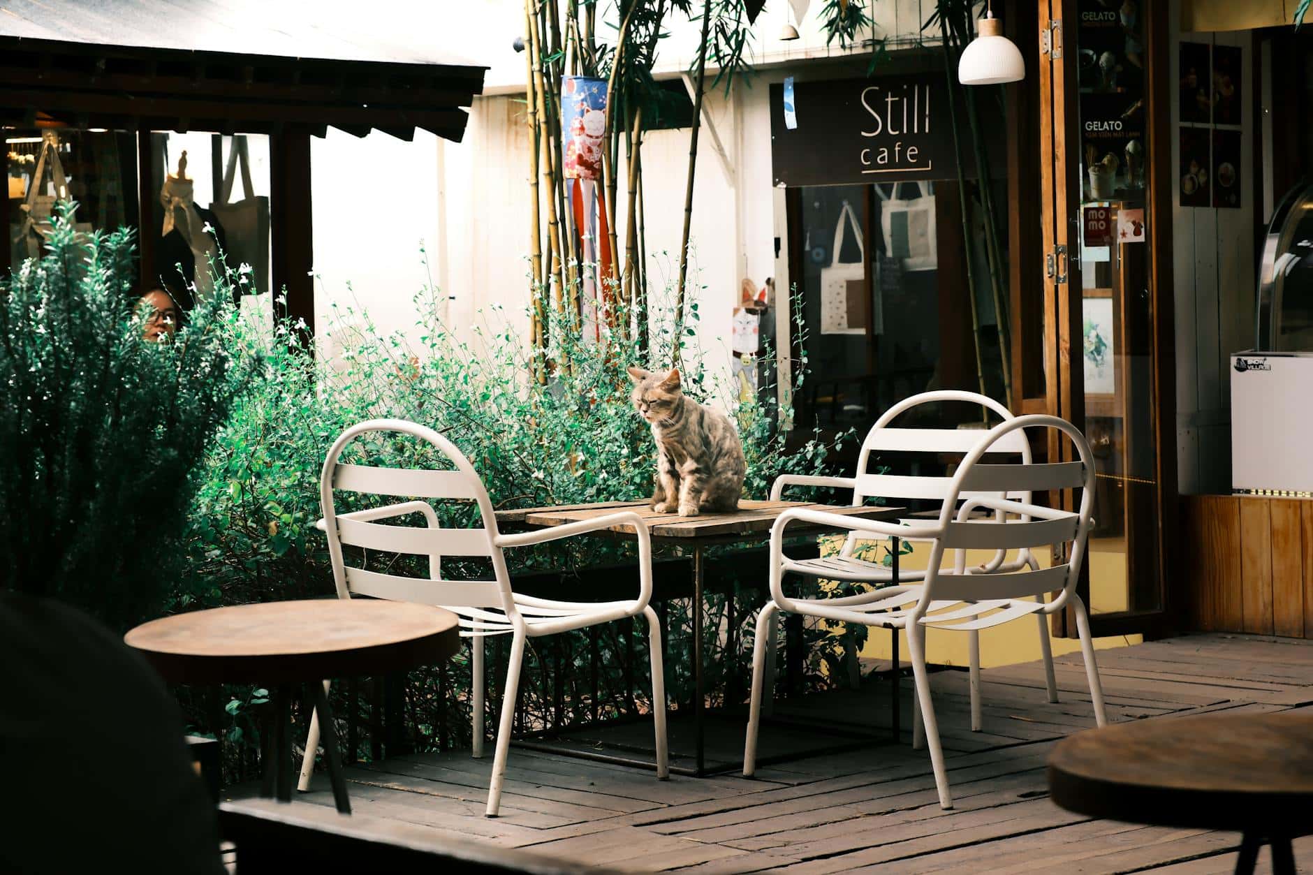 A cat peacefully sits on a table surrounded by chairs in a quaint outdoor café area.