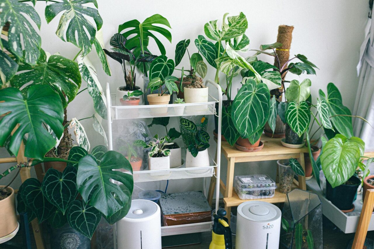A cozy indoor space filled with various houseplants on shelves and stands, creating an urban jungle vibe