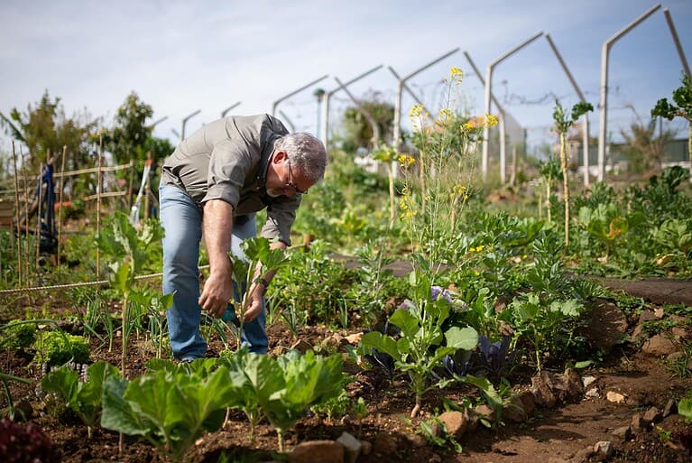 A man gardening in a lush vegetable garden under the bright sun in Portugal