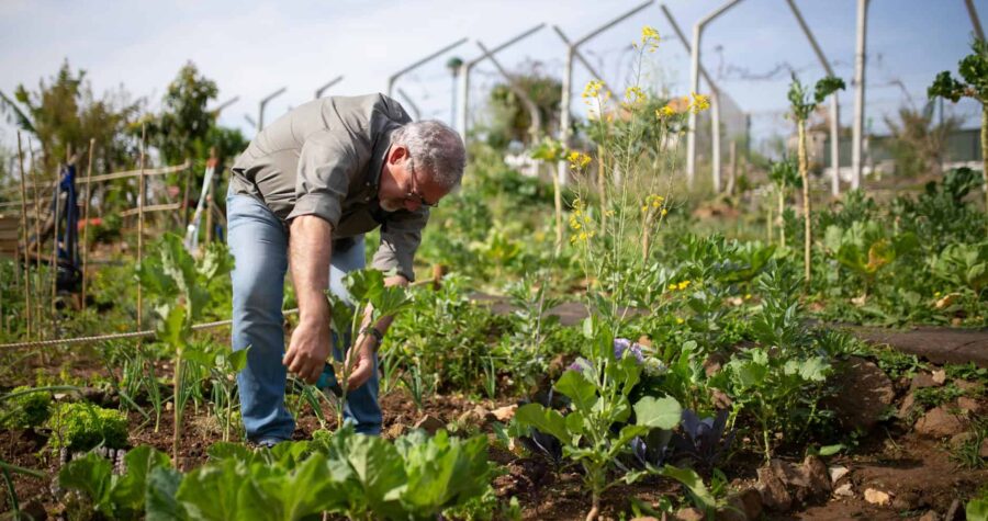 A man gardening in a lush vegetable garden under the bright sun in Portugal