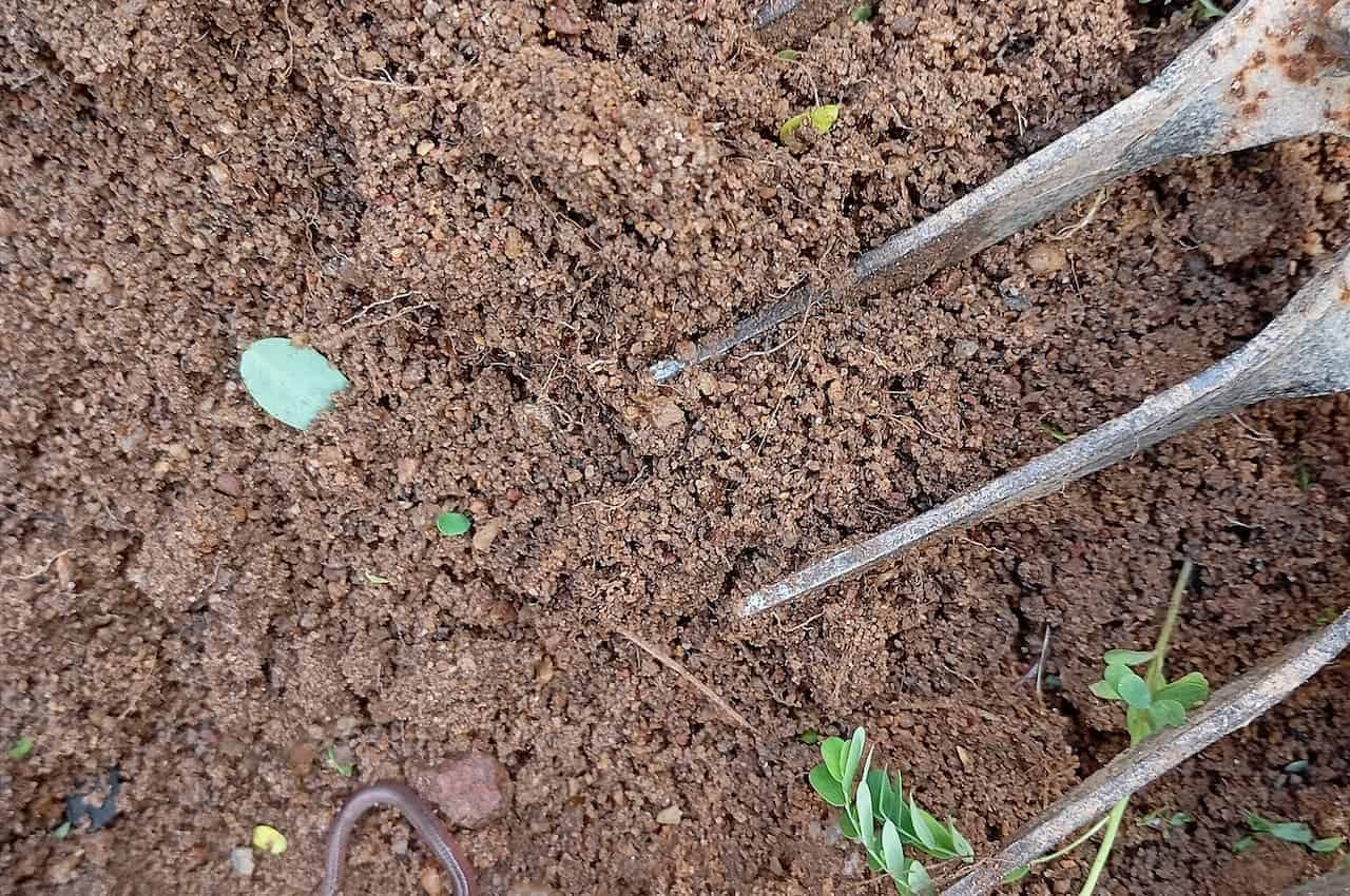 A close-up of a garden fork in the soil, surrounded by fine dirt and small green plant shoots, indicating gardening or farming activity, with a few leaves scattered around, soil being loosened for planting or cultivation