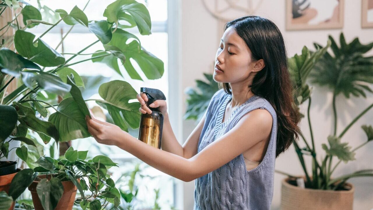 A young woman takes care of her indoor Monstera plant using a spray bottle.