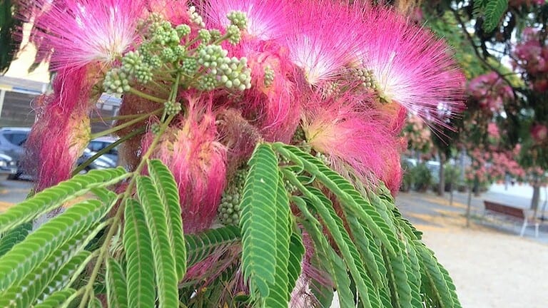 Cluster of pink silky Albizia julibrissin flowers with feathery stamens and green compound leaves, set against an urban background