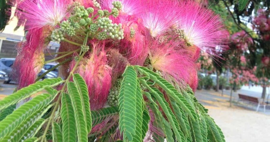 Cluster of pink silky Albizia julibrissin flowers with feathery stamens and green compound leaves, set against an urban background