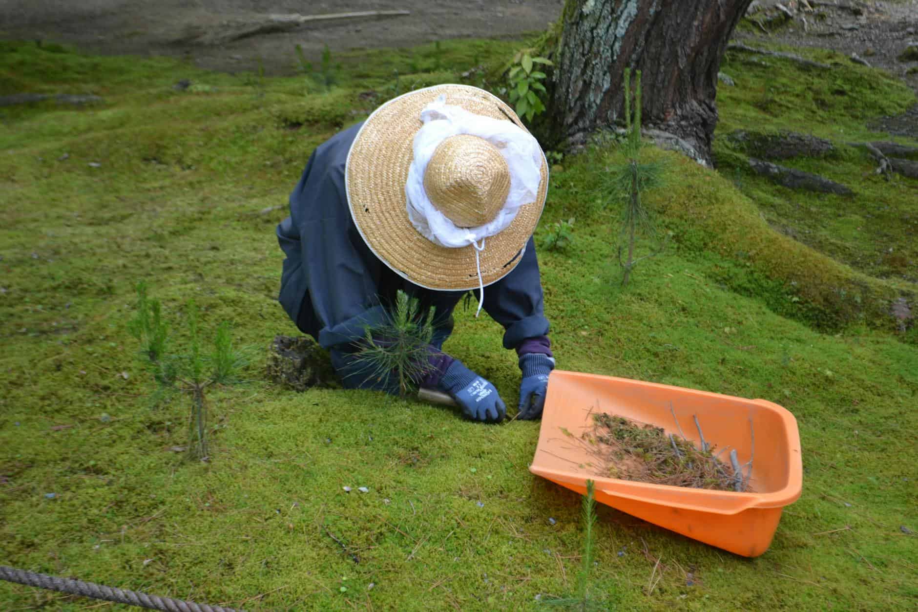 Person in straw hat weeding grass outdoors beside an orange container.