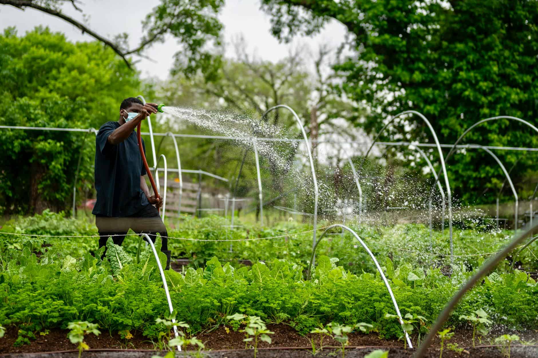 A man watering vegetable crops in an urban farm, depicting sustainable gardening during the pandemic.