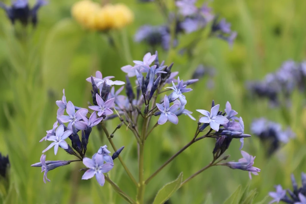 Amsonia tabernaemontana