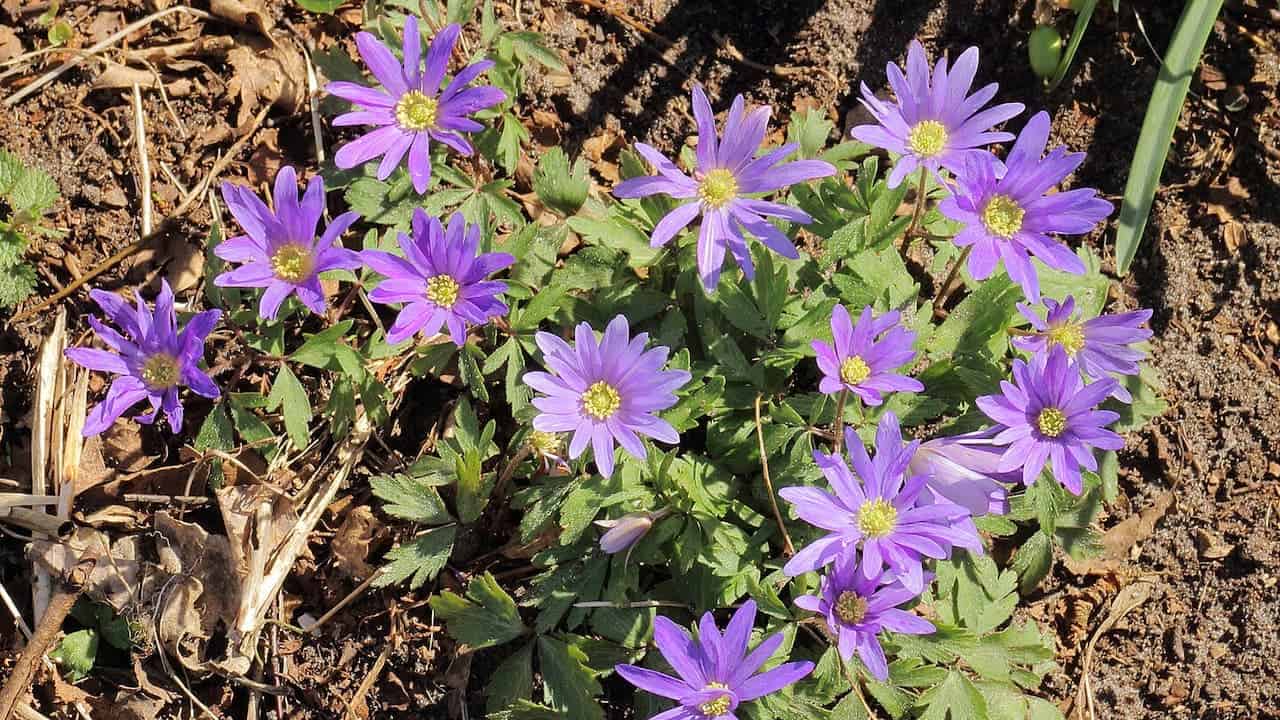 A cluster of vibrant purple flowers with yellow centers blooms amidst dense green foliage, set against dry, brown soil with scattered twigs and debris. The flowers are brightly lit by natural sunlight, giving the scene a lively feel