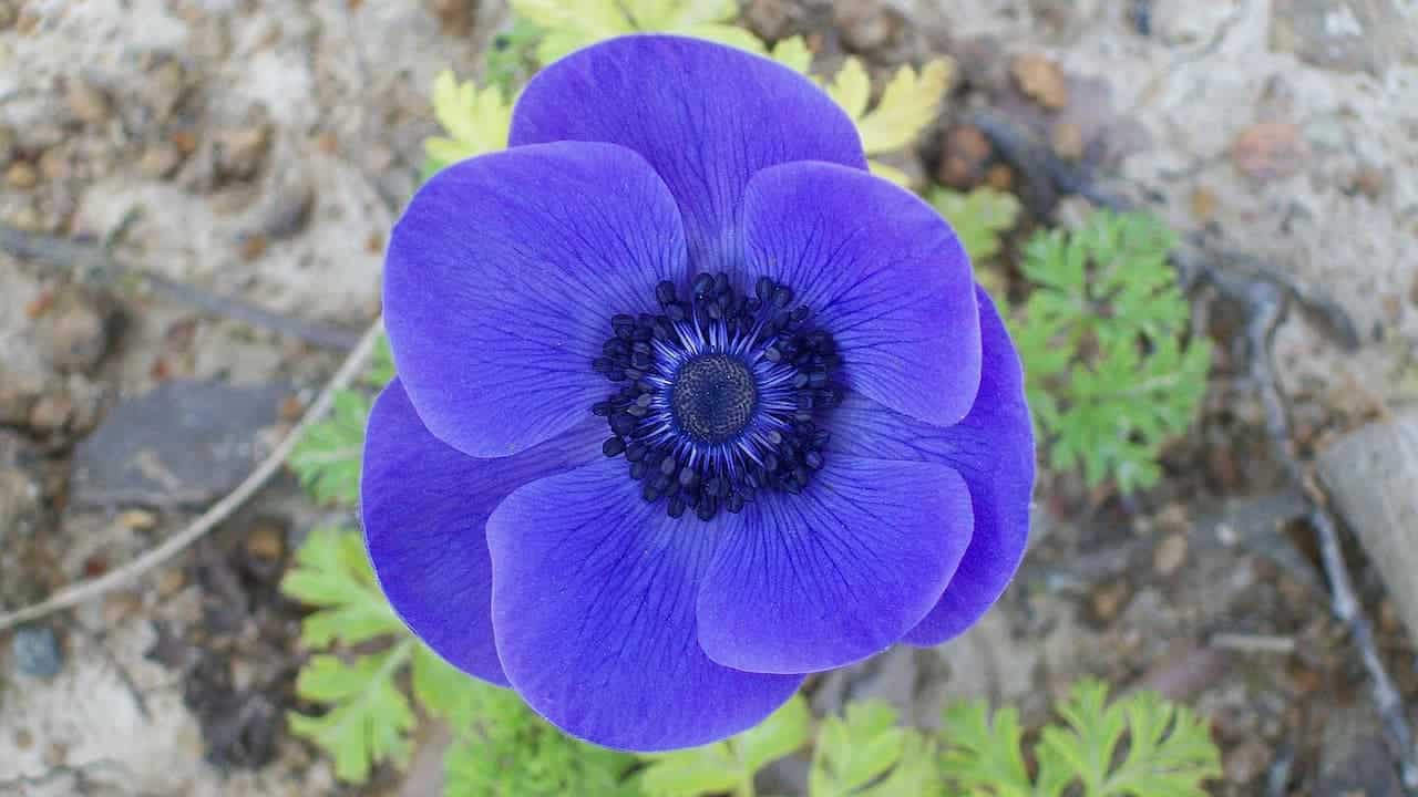 Close-up of a vibrant blue anemone flower with dark center, surrounded by green foliage and dry, rocky soil