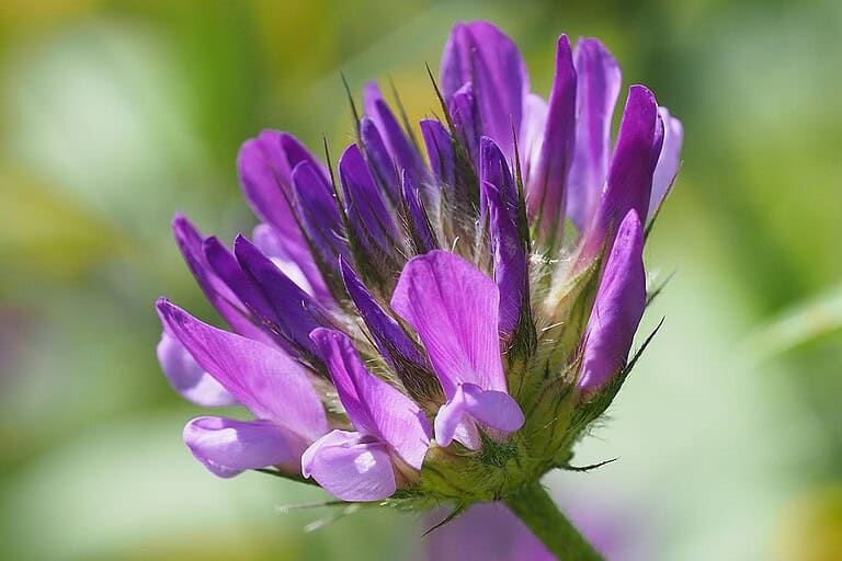 Close-up of purple clover flower (Trifolium) with tubular petals emerging from hairy green base against blurred green background