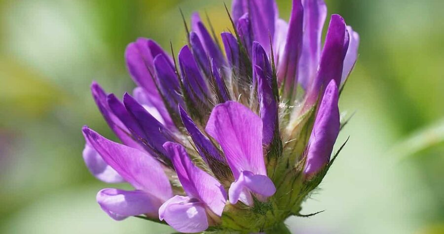 Close-up of purple clover flower (Trifolium) with tubular petals emerging from hairy green base against blurred green background