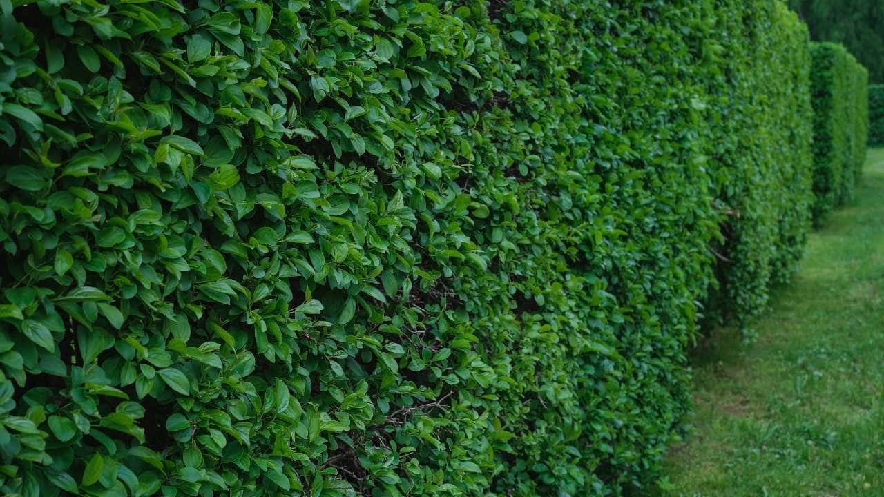 Arborvitae privacy screen in poor soil full sun low maintenance evergreen hedge