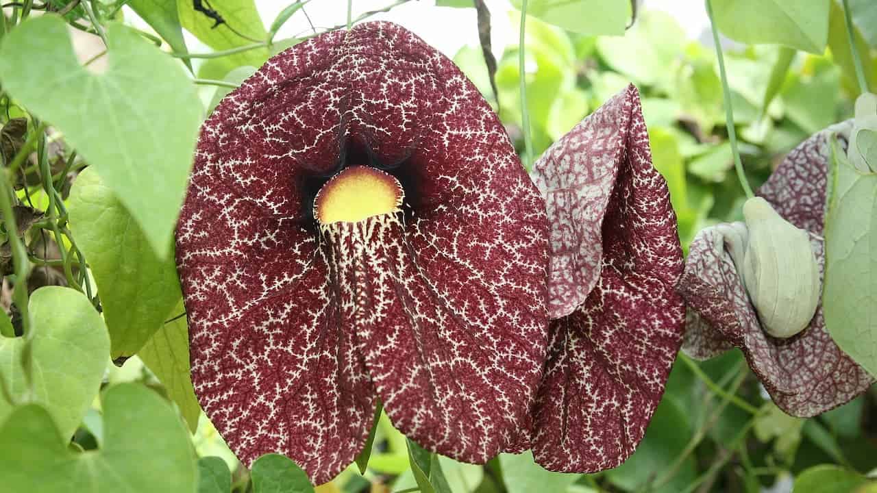 A large, maroon, veined Dutchman’s Pipe flower with a yellow center, surrounded by green heart-shaped leaves and other blooms