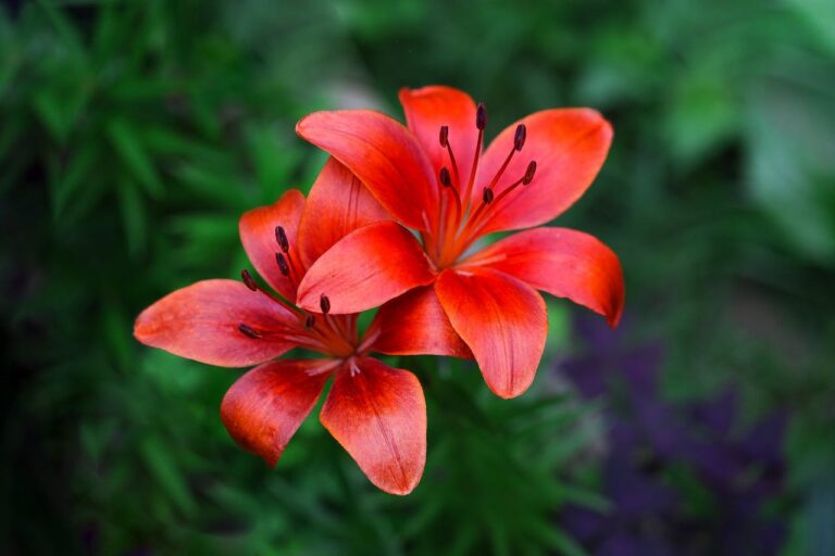 Two bright orange-red lilies with dark anthers against blurred green foliage background, showing six-petaled star-shaped blooms