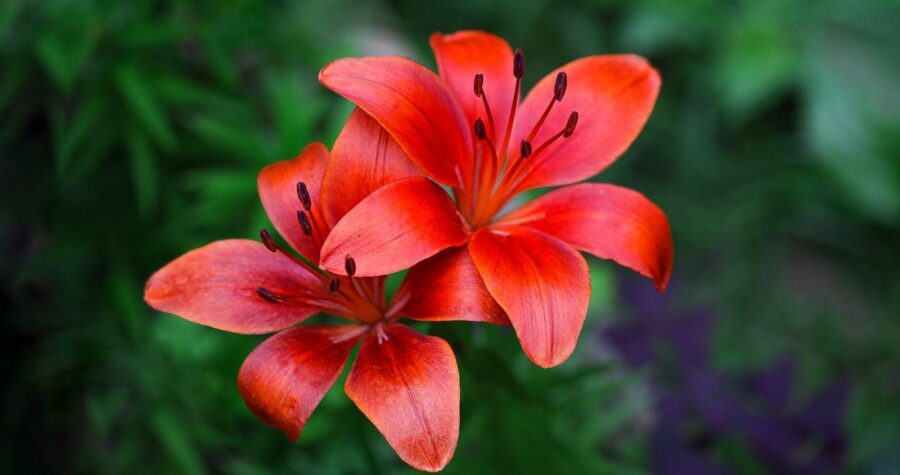 Two bright orange-red lilies with dark anthers against blurred green foliage background, showing six-petaled star-shaped blooms