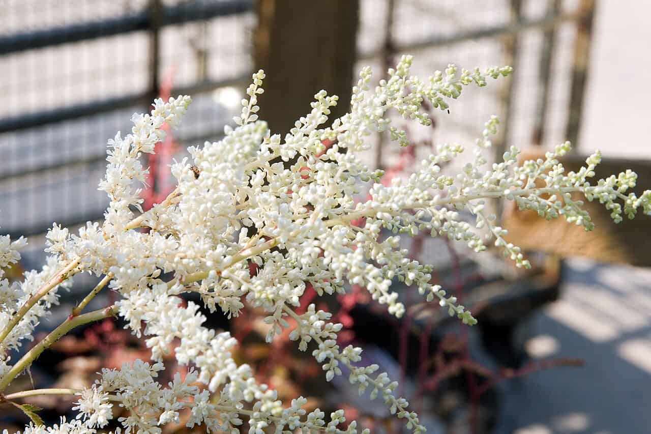 A close-up of delicate white flowers on a thin stem, the small buds clustered in a branching pattern, set against a blurred background with a hint of greenery and a fence, showcasing the intricate details of the plant's blossoms
