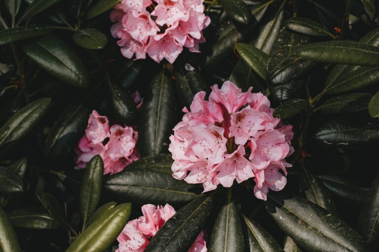 Pink azalea flowers blooming among thick, dark green, glossy leaves in natural sunlight, creating a vibrant garden scene