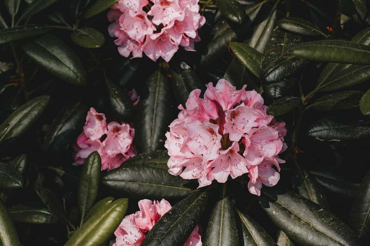 Pink azalea flowers blooming among thick, dark green, glossy leaves in natural sunlight, creating a vibrant garden scene