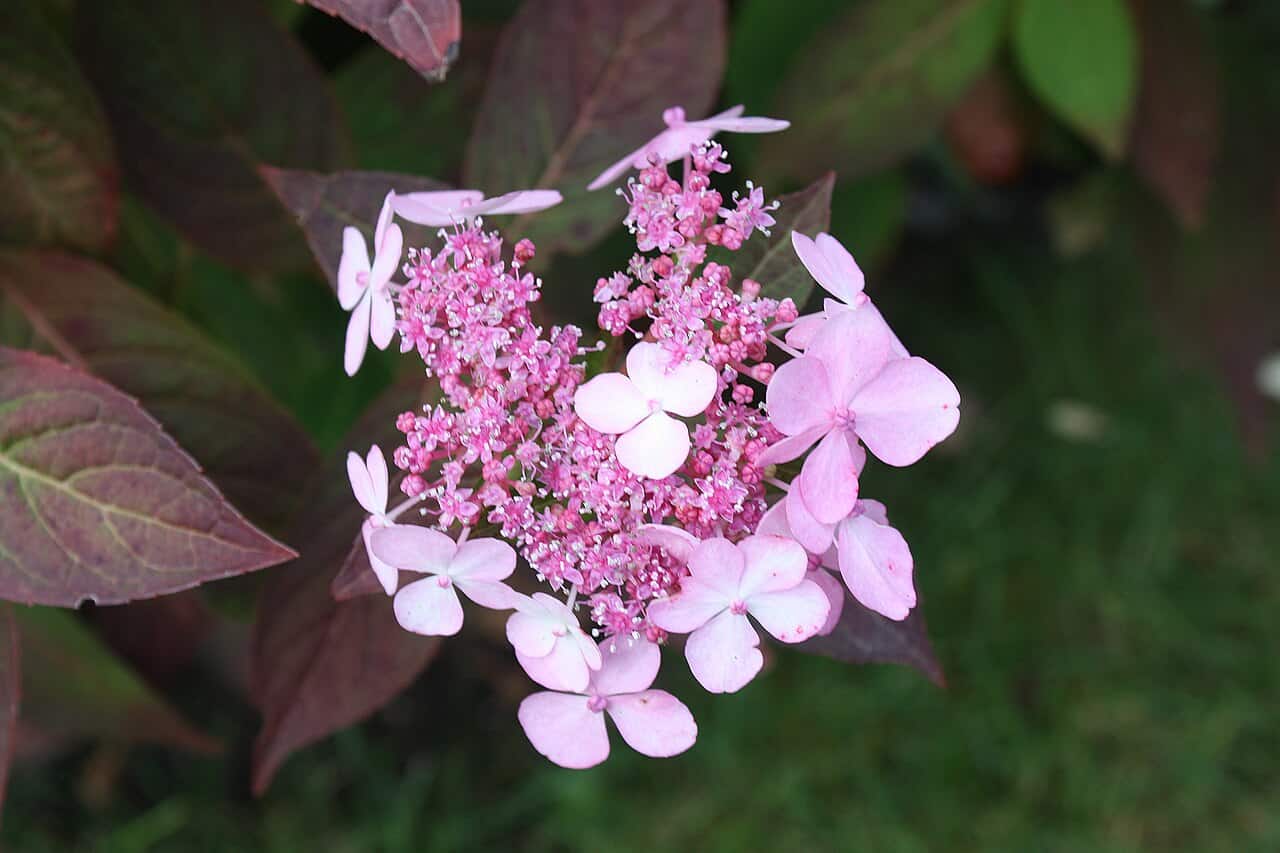 A cluster of pink viburnum flowers, delicate petals with a light pink color, surrounded by small buds, lush green leaves in the background, the flower arrangement showing a soft, natural bloom, a clear, bright environment highlighting the details of the flower