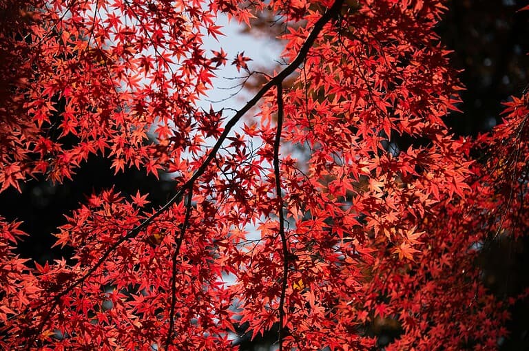 Vibrant red Japanese red maple leaves backlit against cloudy sky, creating striking contrast with dark shadows between branches