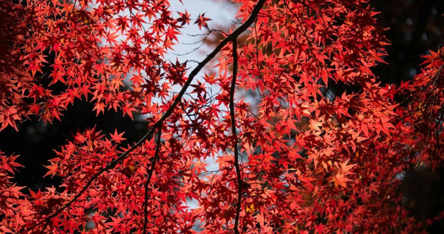 Vibrant red Japanese red maple leaves backlit against cloudy sky, creating striking contrast with dark shadows between branches