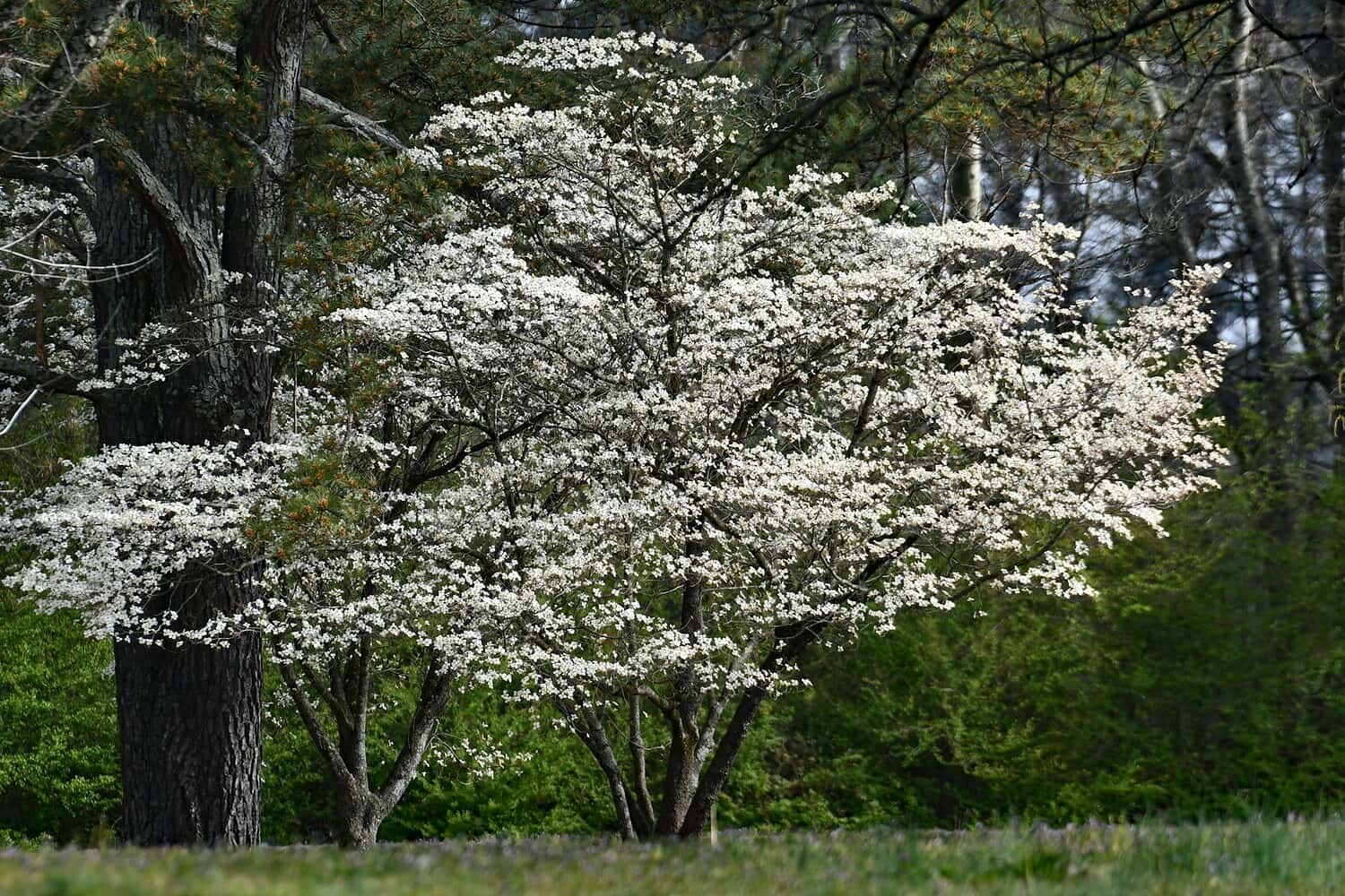 Flowering dogwood tree in full spring bloom with white blossoms covering horizontal branches in natural forest setting