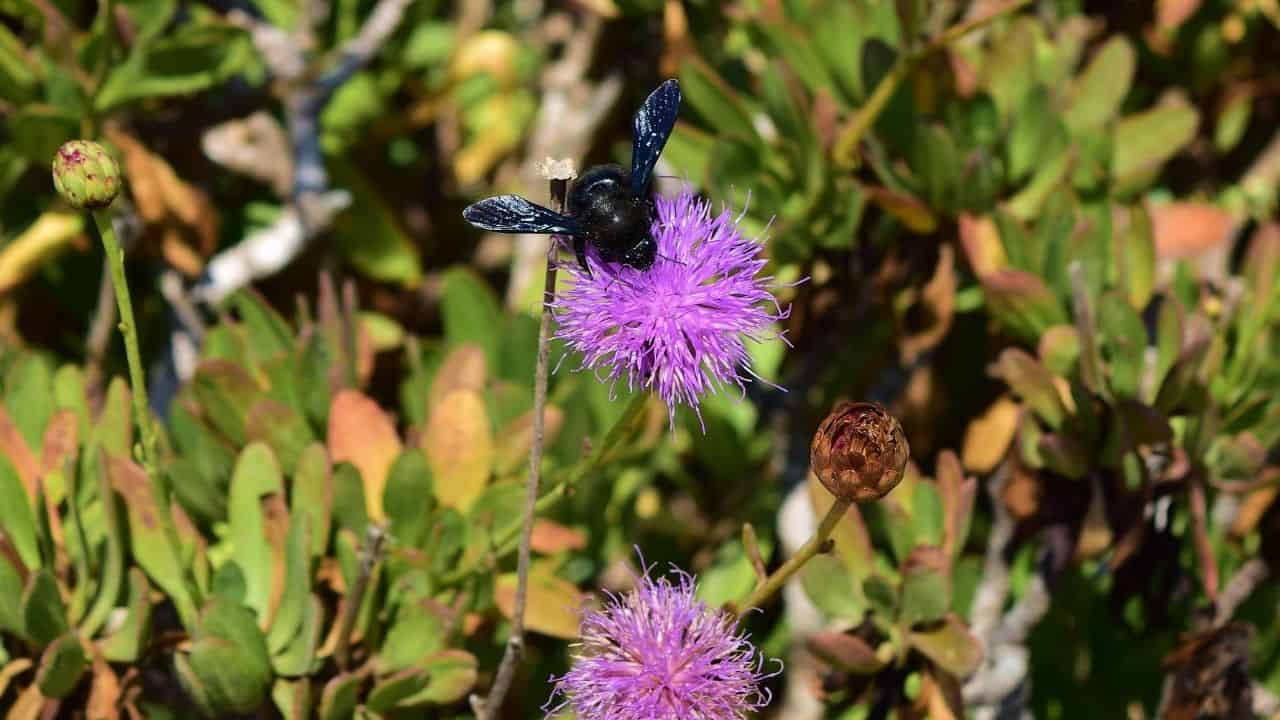 Bee Balm Monarda with bees butterflies hummingbirds full sun rain garden
