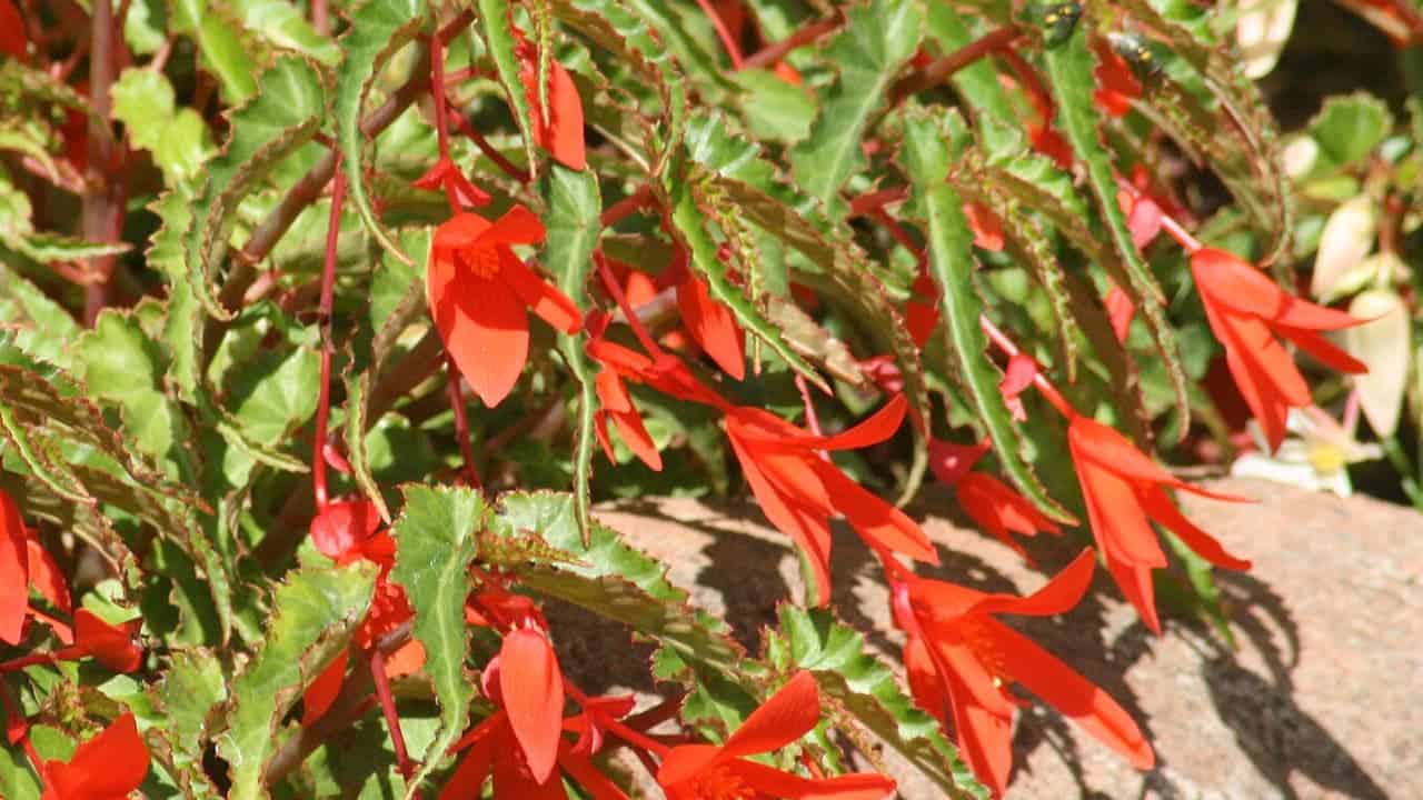 Bright red tubular flowers hanging from zigzag stems with green serrated leaves, likely a trailing succulent plant growing over rocky surface