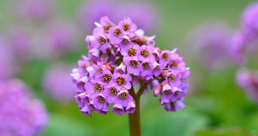 Purple verbena flower cluster, soft green blurred background, single bloom stalk
