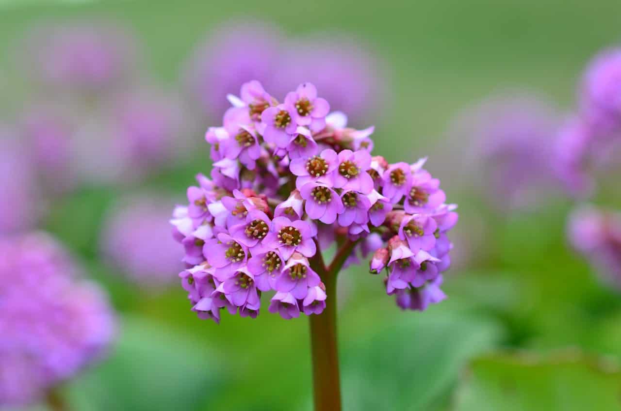 Cluster of bright pink-purple Bergenia cordifolia flowers, thick stem, green blurred background, vibrant garden bloom