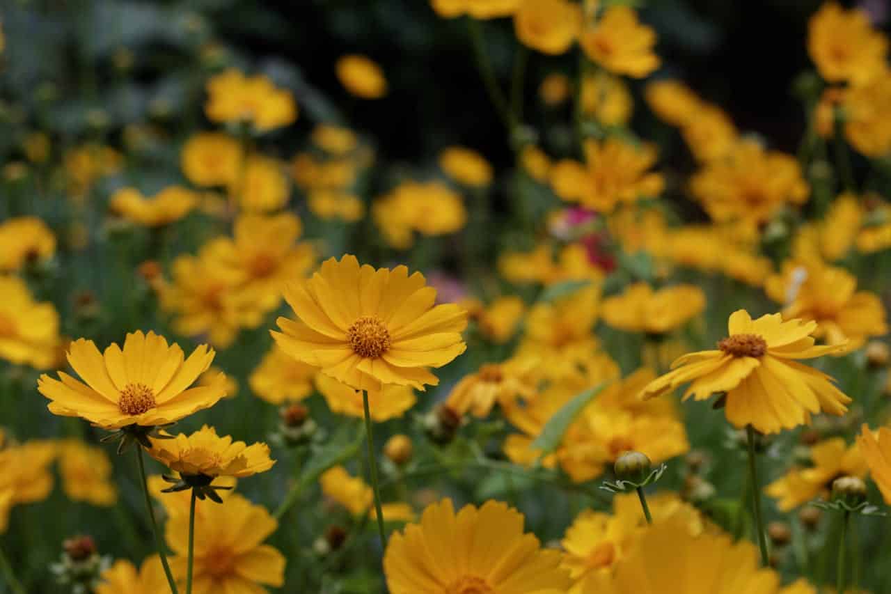 A field of bright yellow flowers with delicate petals and orange centers blooms vibrantly against a dark, blurred background. Some flowers are in full bloom while a few buds are still closed, surrounded by thin green stems