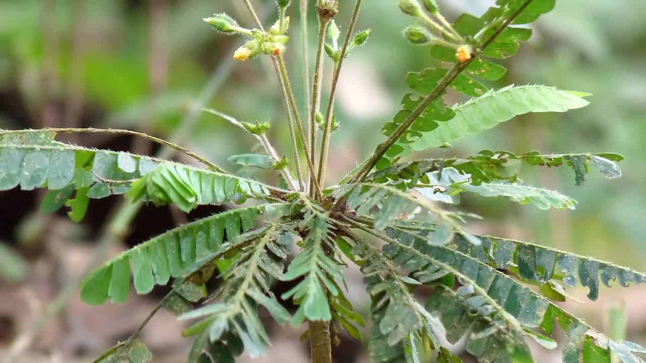 Close-up of Biophytum sensitivum with feathery, symmetrical leaflets and tiny yellow flowers on thin stems