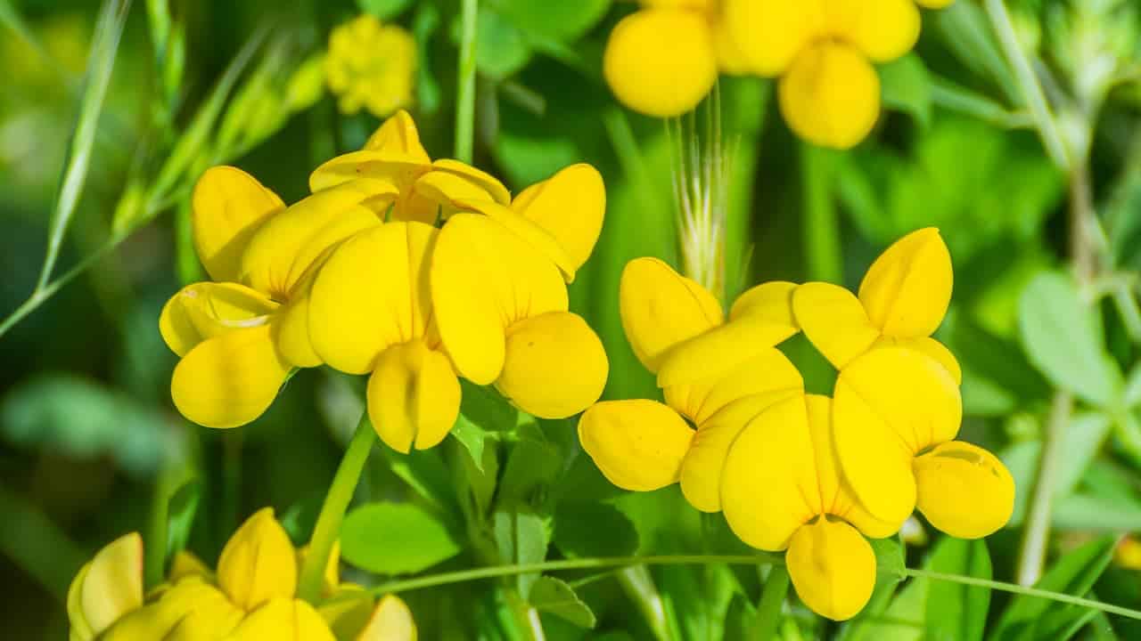 Bright yellow bird's-foot trefoil flowers in bloom, showing distinctive pea-like blossoms against vibrant green foliage in sunlight