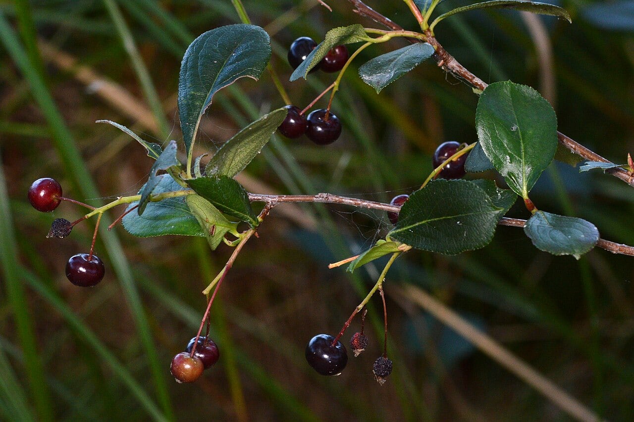 Dark red and black berries hanging from thin branches with glossy green leaves, set against a blurred background of tall grass, capturing a close-up view of wild fruit in a natural habitat