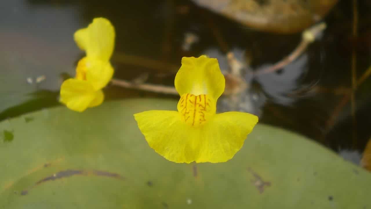 Bright yellow bladderwort flower with frilled petals and reddish markings, floating on water near a green, rounded lily pad